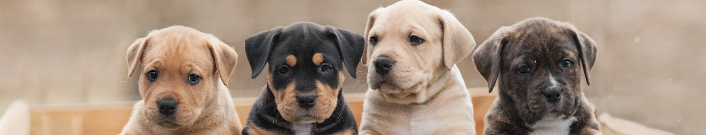 Image Gallery tec-nut.com for Jenny's Dog Breeders - Company Website, Purebred dogs, New Website, No Coding Website, Easy Website, Tec-Nut.com Websites, Free Website, Puppies for sale, Free website template, New Company, Dog breeding programs, Best Website Builder